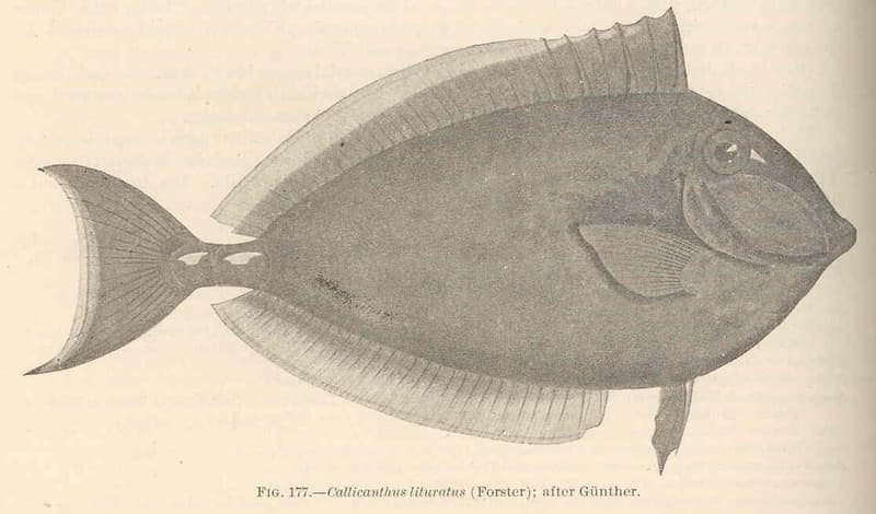Naso Tang (Naso lituratus) — photo 5 of 5
