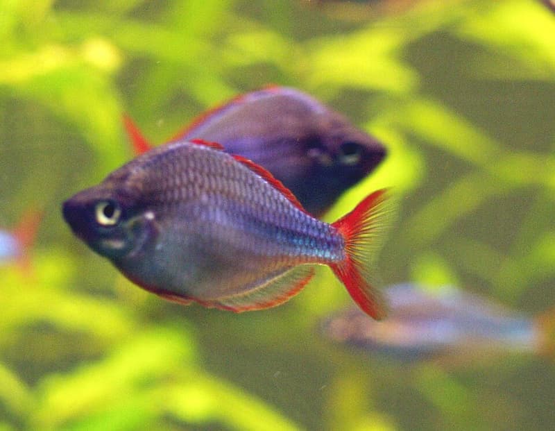 Neon Dwarf Rainbowfish (Melanotaenia praecox) — photo 1 of 5