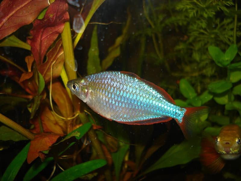 Neon Dwarf Rainbowfish (Melanotaenia praecox) — photo 2 of 5
