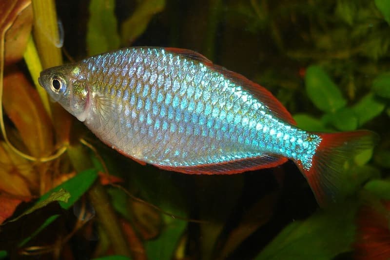 Neon Dwarf Rainbowfish (Melanotaenia praecox) — photo 3 of 5