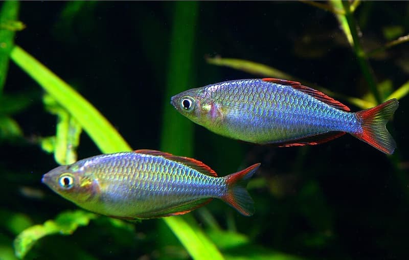 Neon Dwarf Rainbowfish (Melanotaenia praecox) — photo 4 of 5