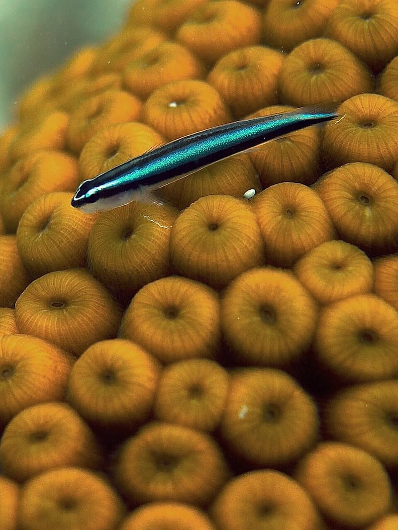 Neon Goby (Elacatinus oceanops) — photo 2 of 5
