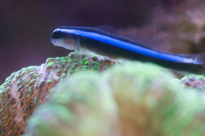 Neon Goby (Elacatinus oceanops) — photo 4 of 5