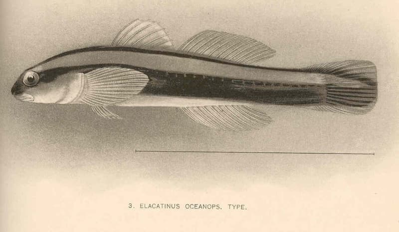 Neon Goby (Elacatinus oceanops) — photo 5 of 5