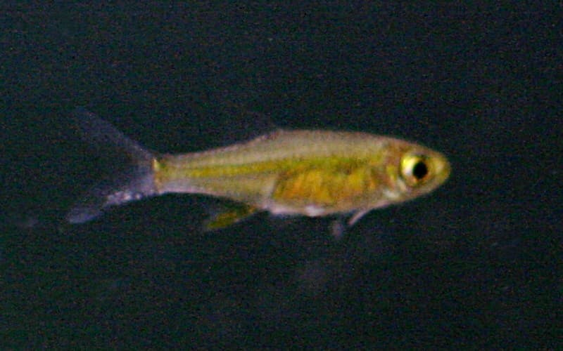 Neon Green Rasbora (Microdevario kubotai) — photo 1 of 2
