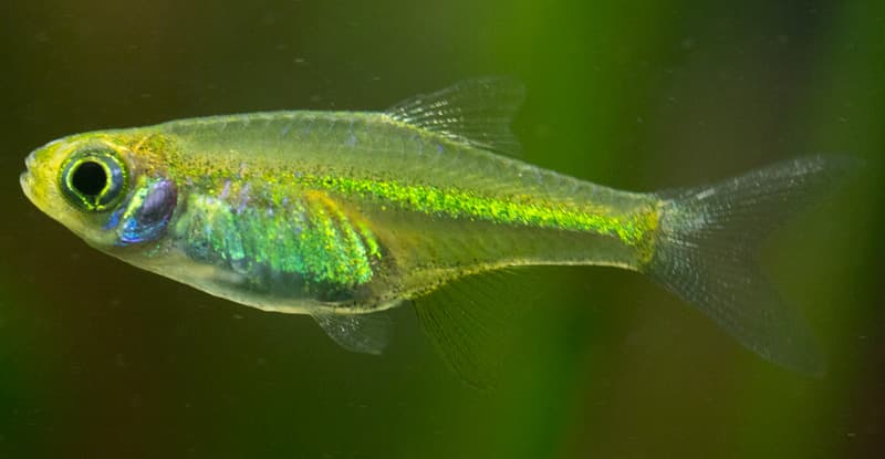 Neon Green Rasbora (Microdevario kubotai) — photo 2 of 2