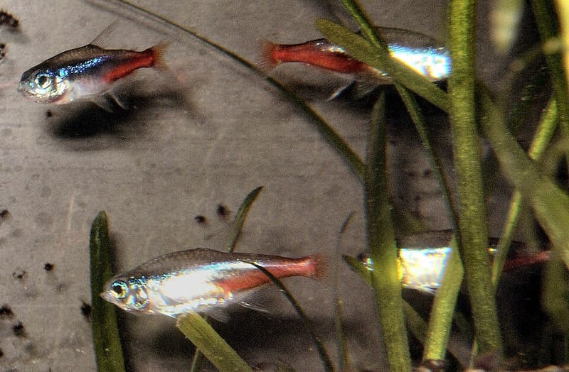 Neon Tetra (Paracheirodon innesi) — photo 1 of 5