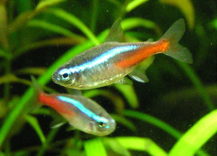 Neon Tetra (Paracheirodon innesi) — photo 2 of 5