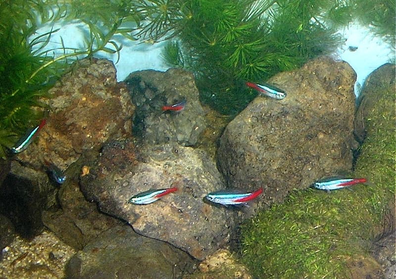 Neon Tetra (Paracheirodon innesi) — photo 3 of 5