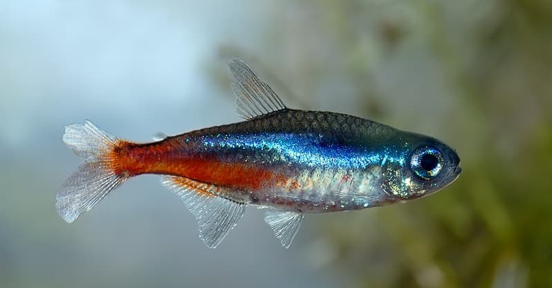 Neon Tetra (Paracheirodon innesi) — photo 4 of 5