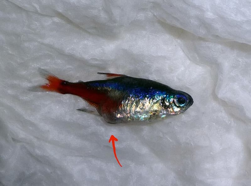 Neon Tetra (Paracheirodon innesi) — photo 5 of 5