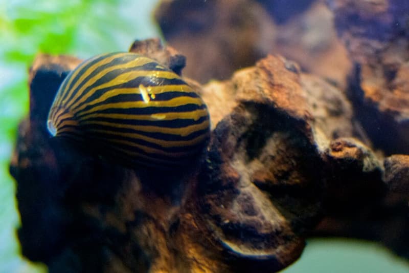 Nerite Snail (Neritina natalensis) — photo 1 of 5