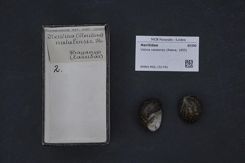 Nerite Snail (Neritina natalensis) — photo 2 of 5