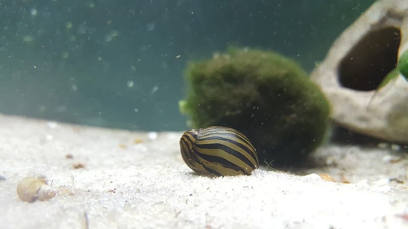 Nerite Snail (Neritina natalensis) — photo 4 of 5