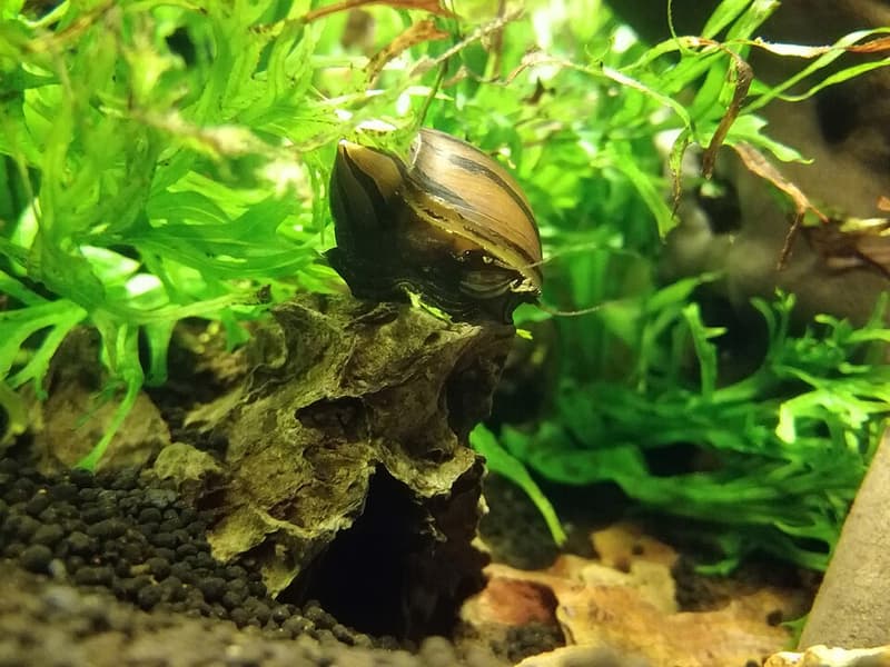 Nerite Snail (Neritina natalensis) — photo 5 of 5