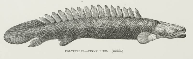 Nile Bichir (Polypterus bichir) — photo 1 of 5
