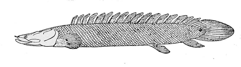 Nile Bichir (Polypterus bichir) — photo 4 of 5