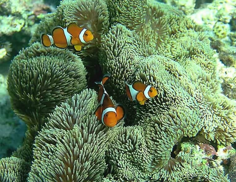 Ocellaris Clownfish (Amphiprion ocellaris) — photo 1 of 5