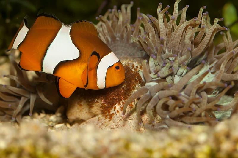Ocellaris Clownfish (Amphiprion ocellaris) — photo 2 of 5