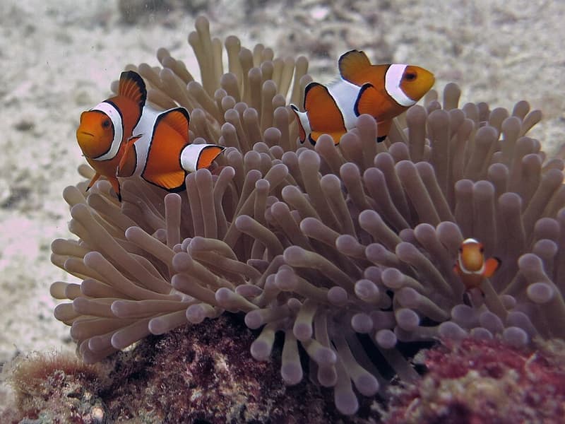Ocellaris Clownfish (Amphiprion ocellaris) — photo 3 of 5