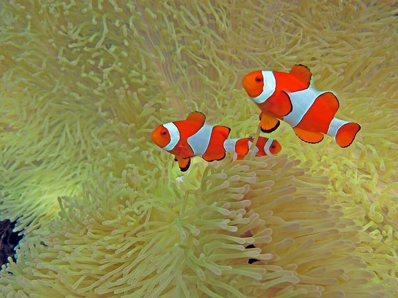 Ocellaris Clownfish (Amphiprion ocellaris) — photo 4 of 5