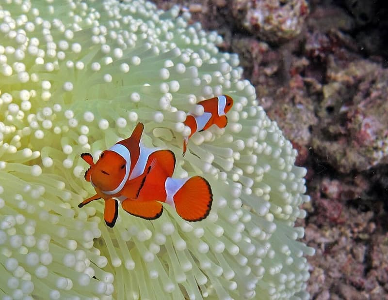 Ocellaris Clownfish (Amphiprion ocellaris) — photo 5 of 5