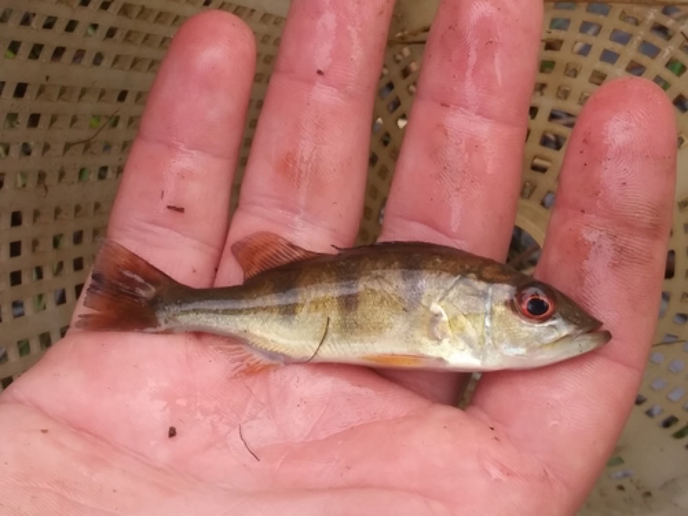 Ocellaris Peacock Bass (Cichla ocellaris) — photo 1 of 1