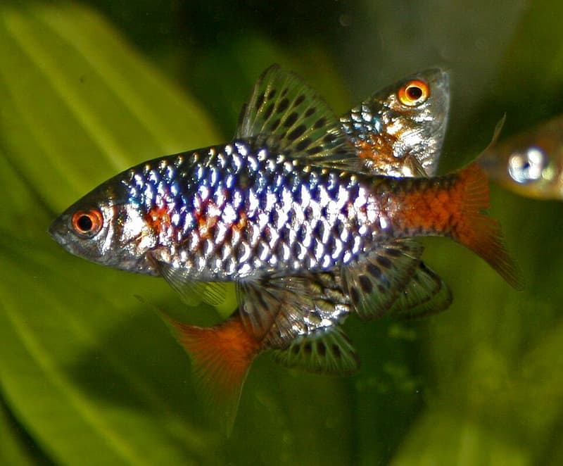 Odessa Barb (Pethia padamya) — photo 1 of 5