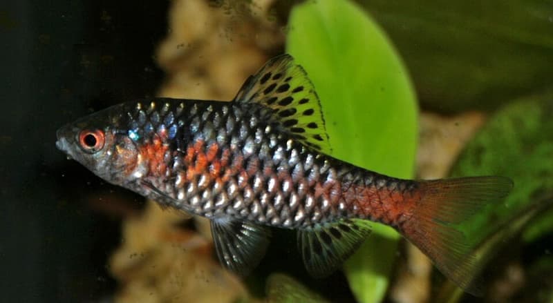 Odessa Barb (Pethia padamya) — photo 2 of 5