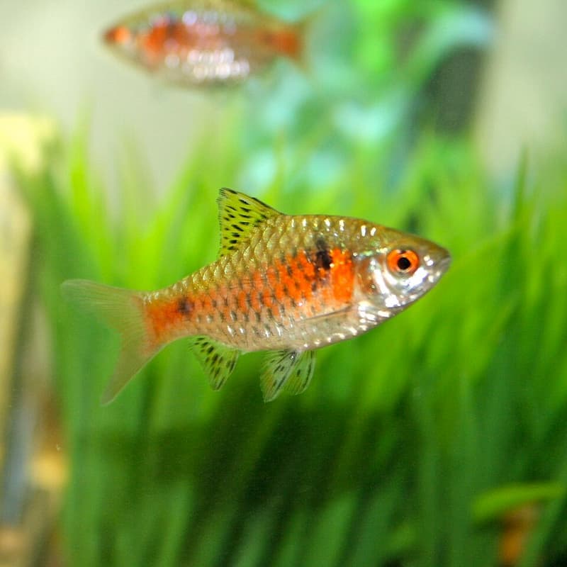 Odessa Barb (Pethia padamya) — photo 3 of 5