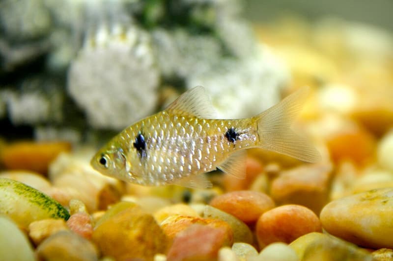 Odessa Barb (Pethia padamya) — photo 4 of 5