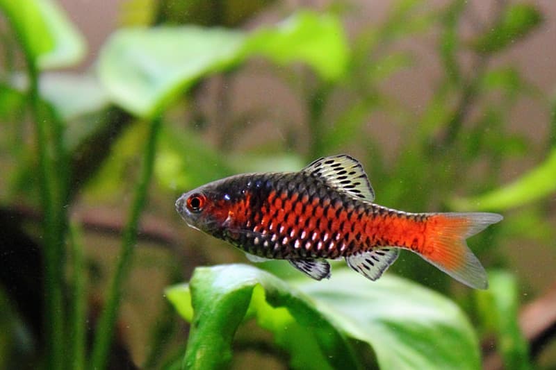 Odessa Barb (Pethia padamya) — photo 5 of 5
