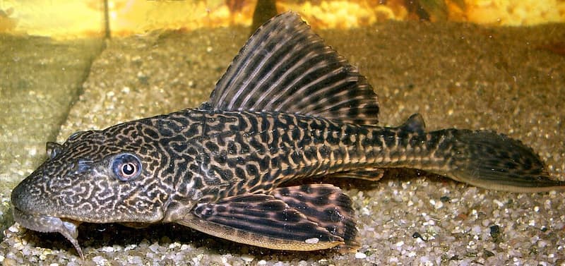 Orinoco Sailfin Pleco (Pterygoplichthys multiradiatus) — photo 1 of 2