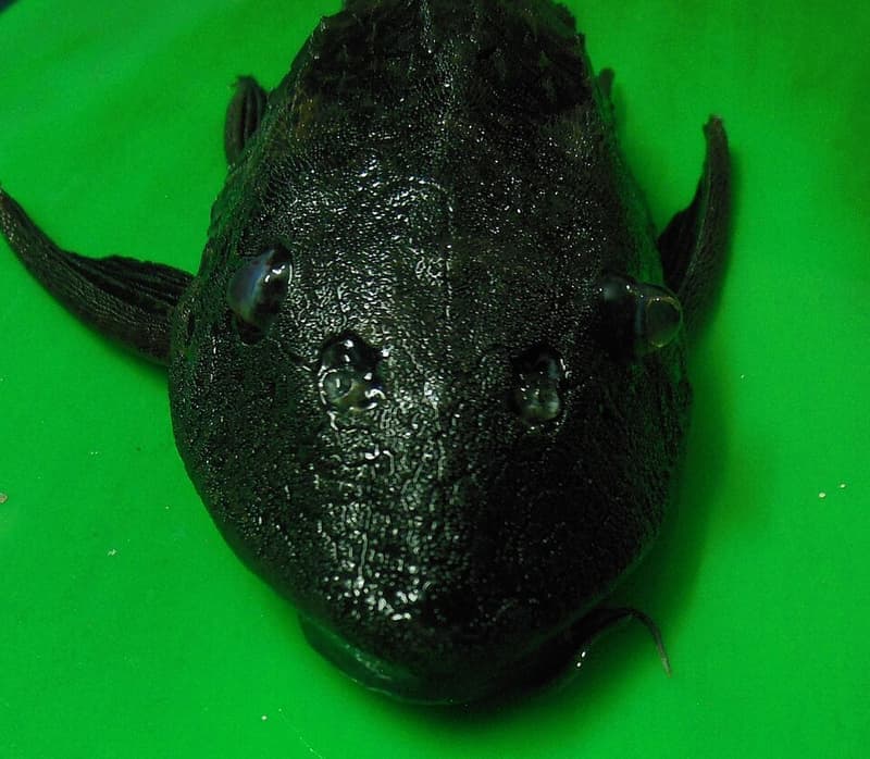 Orinoco Sailfin Pleco (Pterygoplichthys multiradiatus) — photo 2 of 2