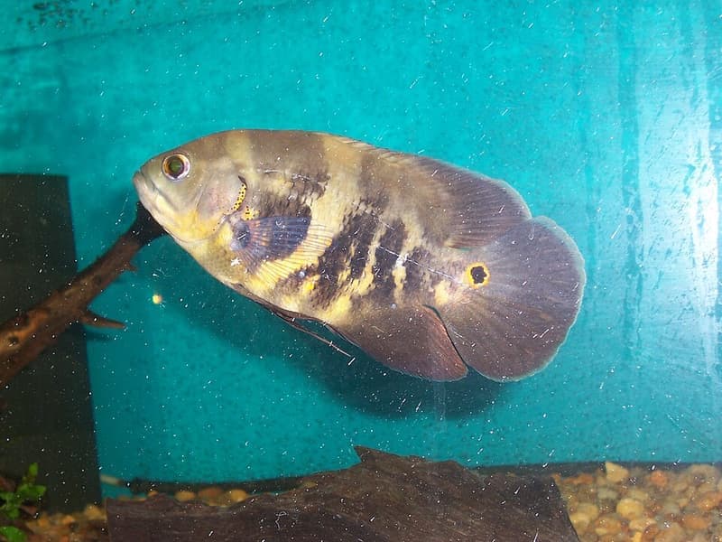 Oscar (Astronotus ocellatus) — photo 1 of 5