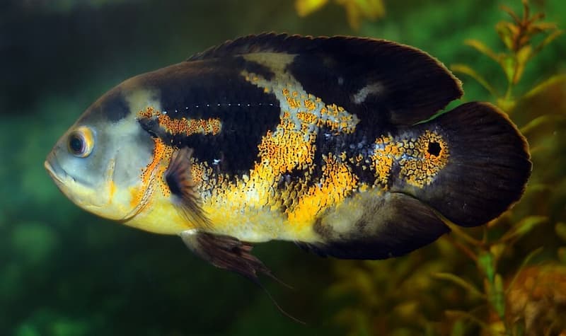 Oscar (Astronotus ocellatus) — photo 2 of 5