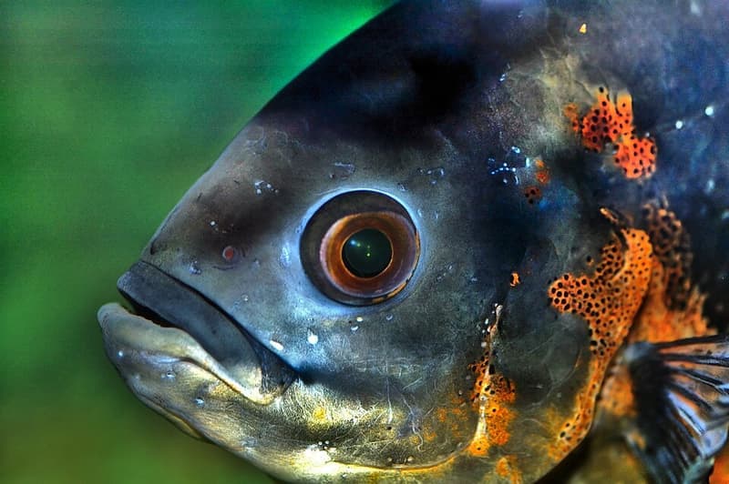 Oscar (Astronotus ocellatus) — photo 3 of 5