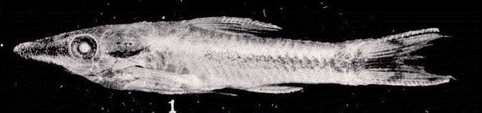 Otocinclus (Otocinclus vittatus) — photo 1 of 1