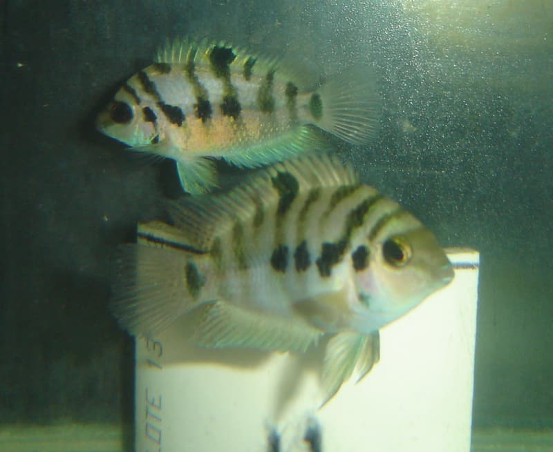 Panama Convict Cichlid (Amatitlania kanna) — photo 1 of 1