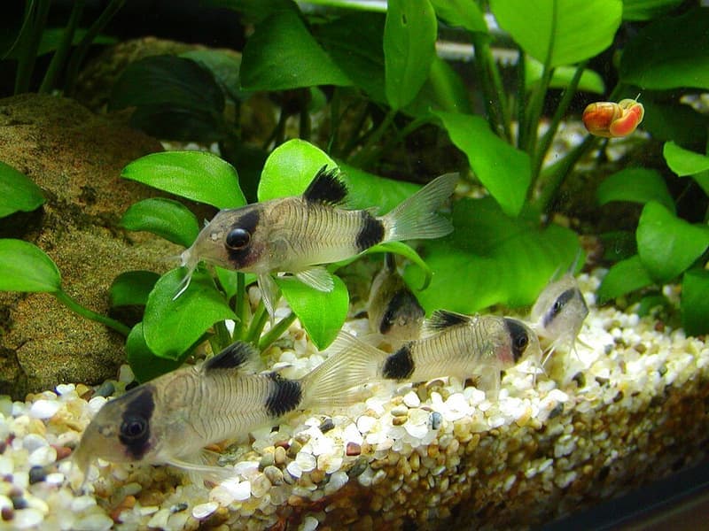 Panda Corydoras (Corydoras panda) — photo 1 of 5