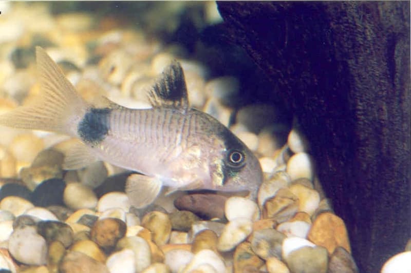 Panda Corydoras (Corydoras panda) — photo 2 of 5