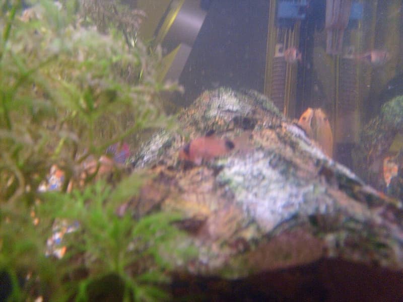 Panda Corydoras (Corydoras panda) — photo 3 of 5
