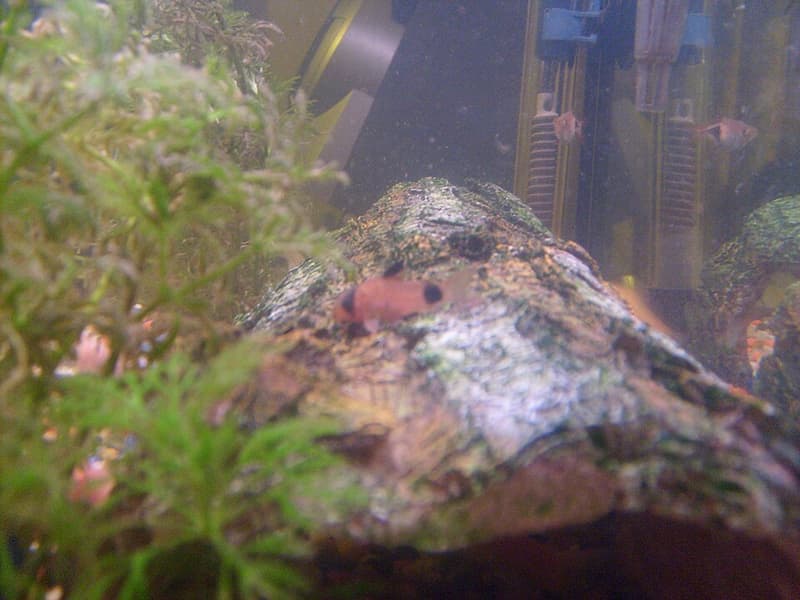 Panda Corydoras (Corydoras panda) — photo 4 of 5