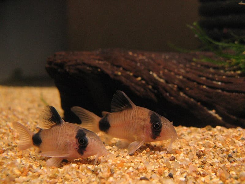 Panda Corydoras (Corydoras panda) — photo 5 of 5