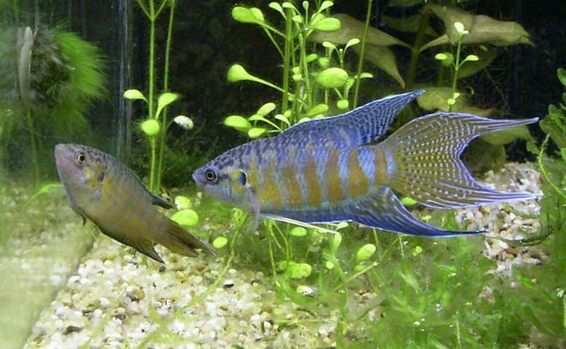 Paradise Fish (Macropodus opercularis) — photo 1 of 5