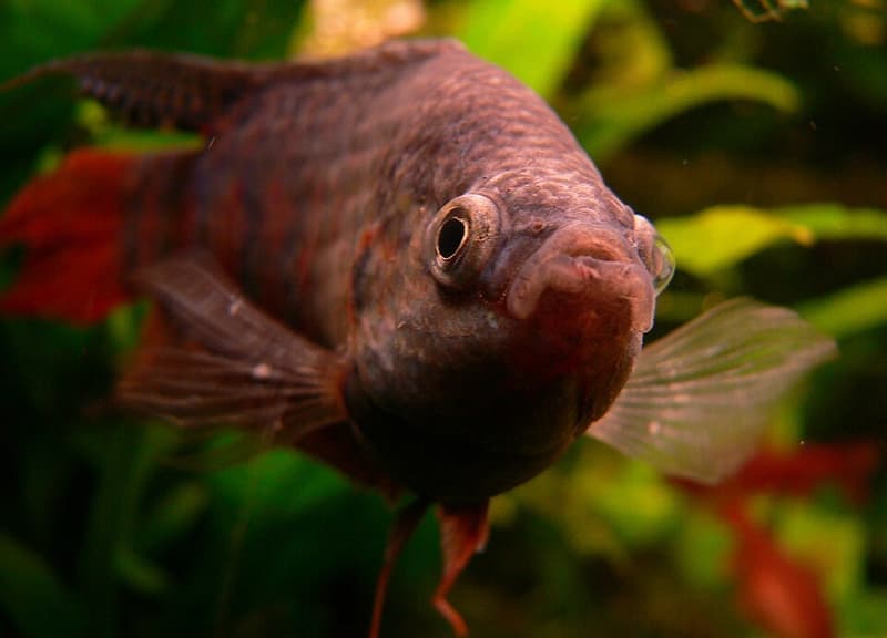 Paradise Fish (Macropodus opercularis) — photo 2 of 5