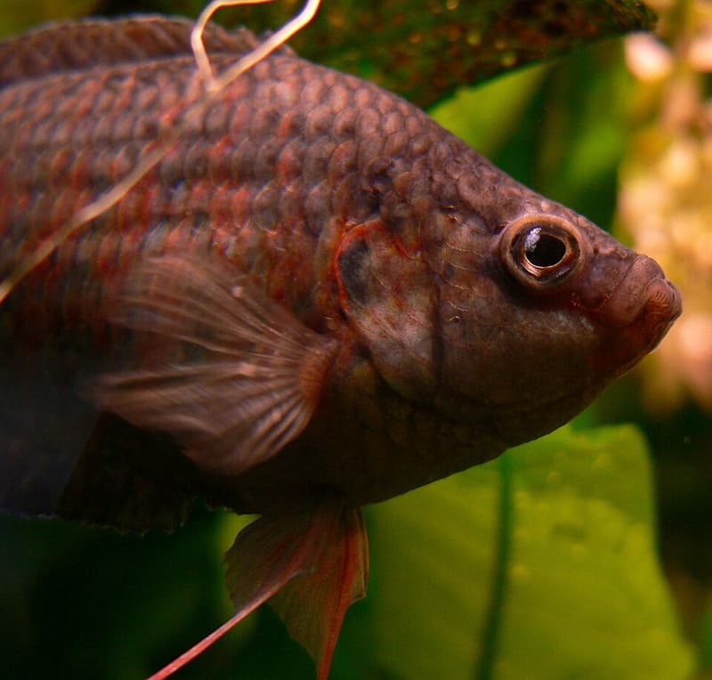 Paradise Fish (Macropodus opercularis) — photo 3 of 5
