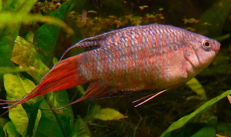 Paradise Fish (Macropodus opercularis) — photo 4 of 5