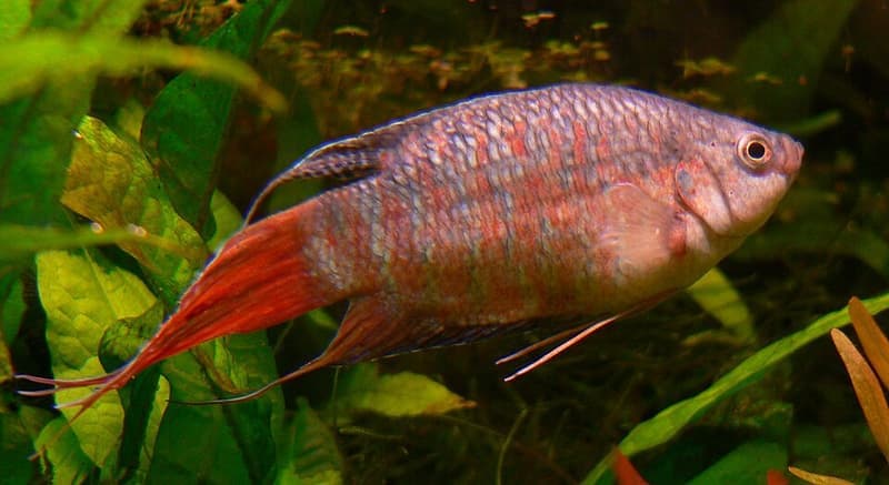 Paradise Fish (Macropodus opercularis) — photo 5 of 5
