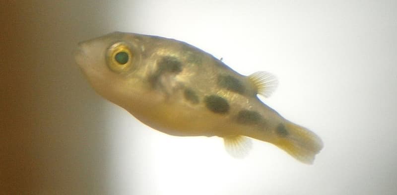 Pea Puffer (Carinotetraodon travancoricus) — photo 1 of 5